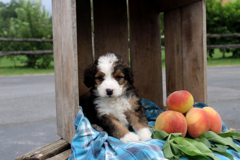 puppy, for, sale, Mini Bernedoodle F2, Matthew B. Stoltzfus, dog, breeder, Gap, PA, dog-breeder, puppy-for-sale, forsale, nearby, find, puppyfind, locator, puppylocator, aca